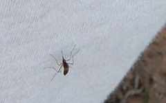 Aedes sollicitans
