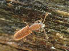 Silvanus unidentatus