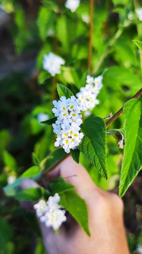 Image of Lantana canescens by (c) Ana Caroline Lima, some rights reserved (CC BY)