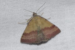 Phytometra viridaria