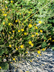 Crepis syriaca