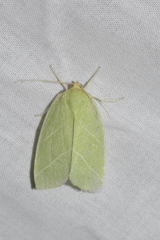 Bena bicolorana