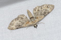 Eupithecia linariata