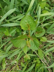Reynoutria compacta, photograph msieges, CC0, iNaturalist via GBIF