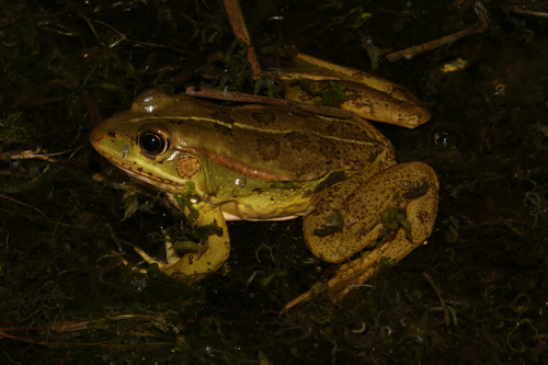 Epirus Pool Frog, Pelophylax epeiroticus