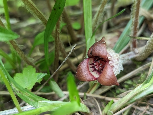 Reflexed Wild Ginger (Asarum reflexum)