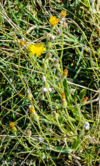 Crepis syriaca