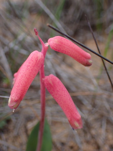 Lachenalia punctata