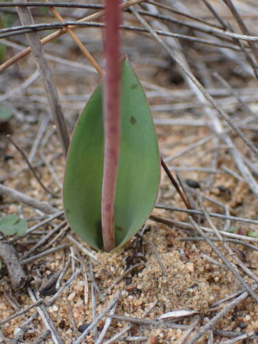 Lachenalia punctata