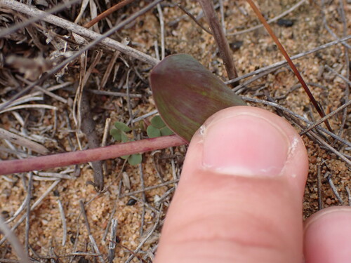Lachenalia punctata
