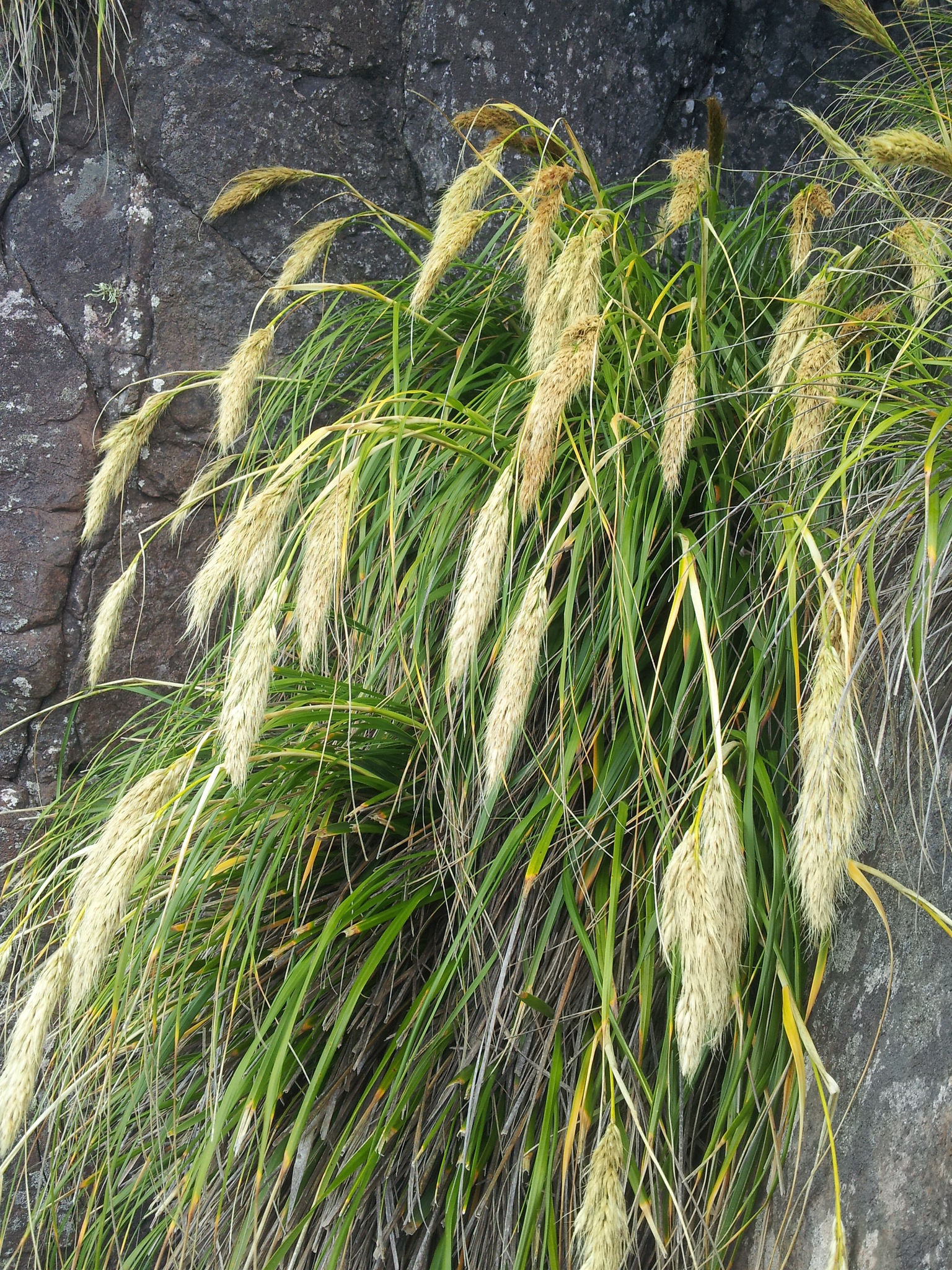 Chionochloa bromoides