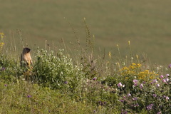 Marmota bobak