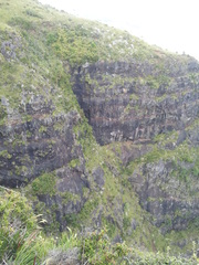 Chionochloa bromoides