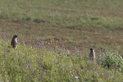 Marmota bobak