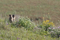 Marmota bobak