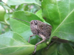 Anacridium aegyptium