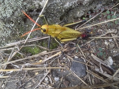 Taeniopoda varipennis