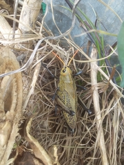 Taeniopoda varipennis