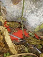 Taeniopoda varipennis