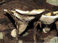 Stiptophyllum