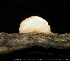 Phillipsia domingensis