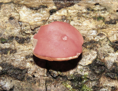 Phillipsia domingensis