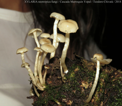 Filoboletus