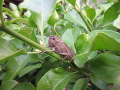 Anacridium aegyptium