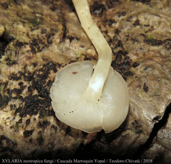Filoboletus
