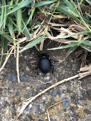 Pimelia obscura