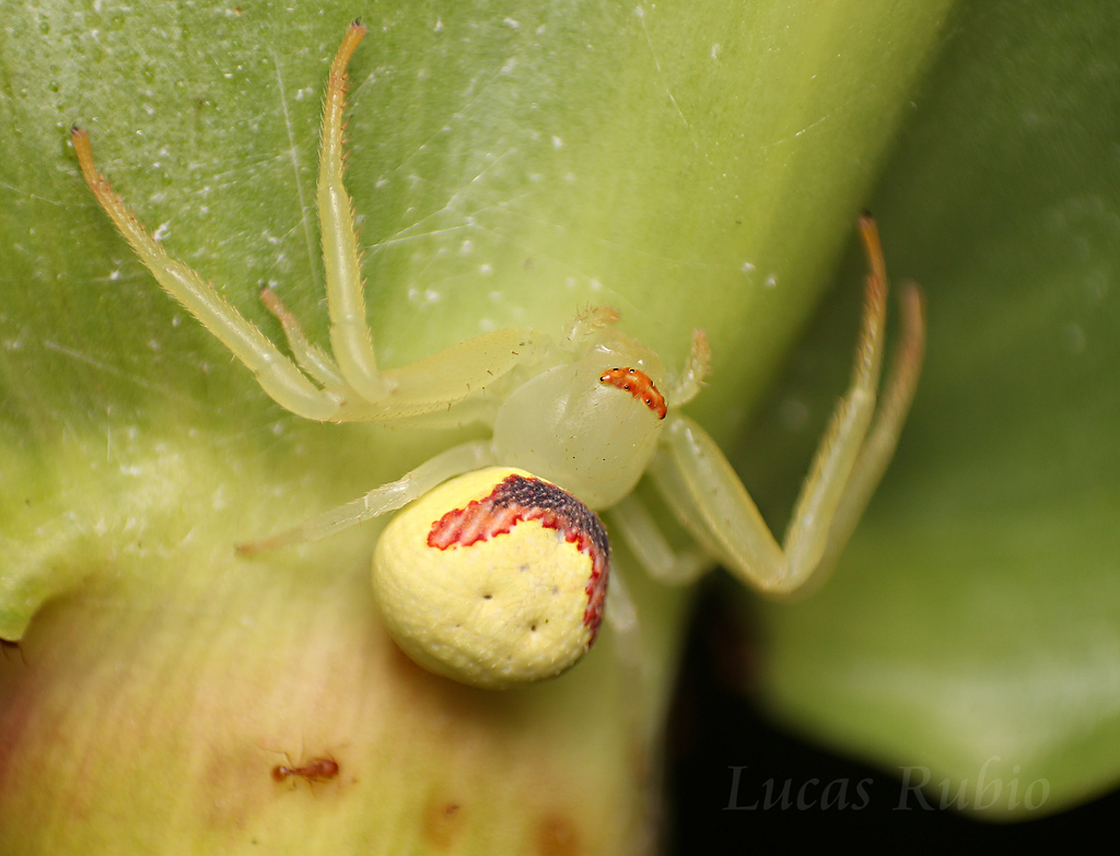 Misumenops callinurus