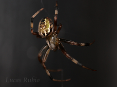 Araneus venatrix