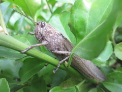 Anacridium aegyptium