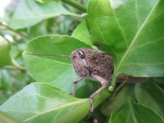 Anacridium aegyptium