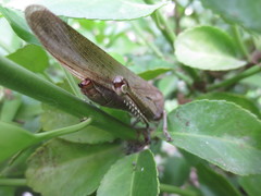 Anacridium aegyptium