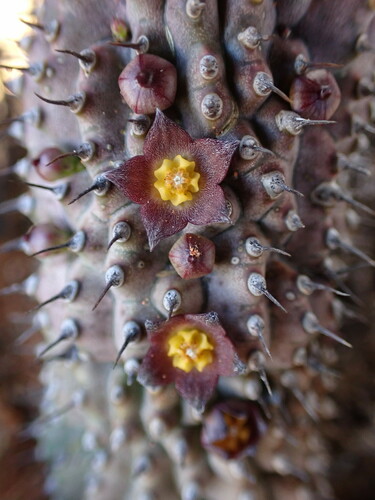Hoodia officinalis