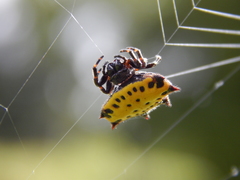 Gasteracantha cancriformis