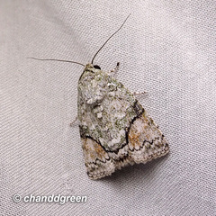 Blenina quinaria