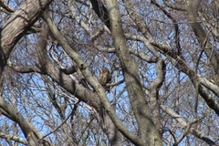 Bubo virginianus virginianus