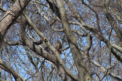 Bubo virginianus virginianus
