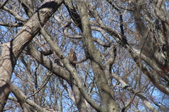 Bubo virginianus virginianus