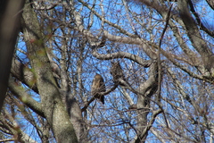 Bubo virginianus virginianus