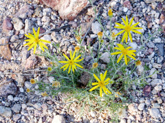 Senecio flaccidus monoensis