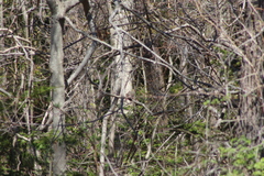 Cardinalis cardinalis cardinalis
