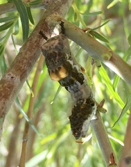 Limenitis lorquini