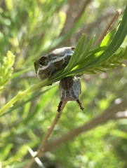 Limenitis lorquini