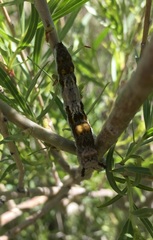 Limenitis lorquini