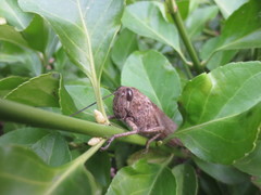 Anacridium aegyptium