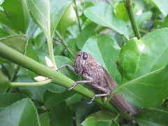 Anacridium aegyptium