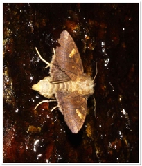 Amphipoea